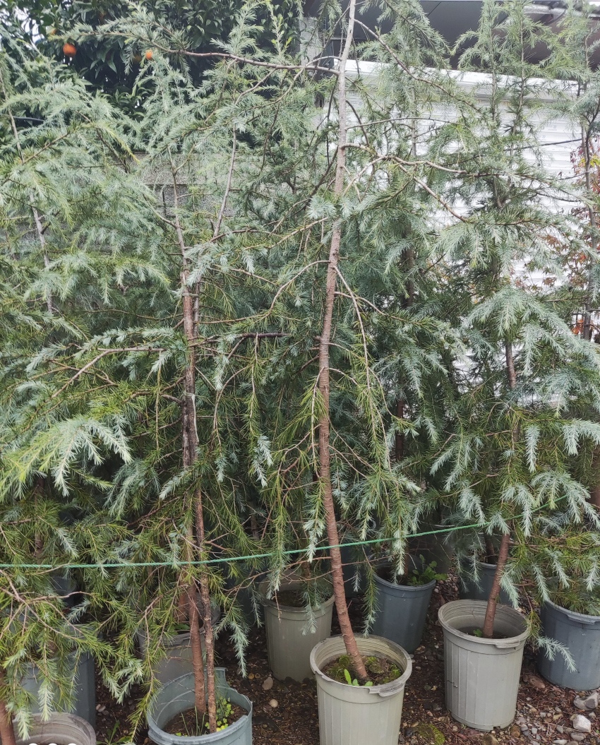 کاج سدروس آبی